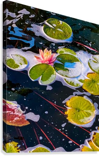 Float Away Canvas Print