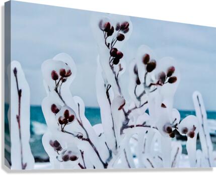 Frozen Berries Canvas Print