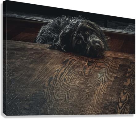 Melancholy Pup Canvas Print