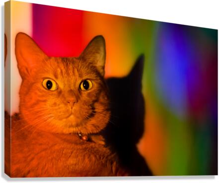 Pride Cat Canvas Print