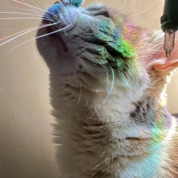 Kitty Lights