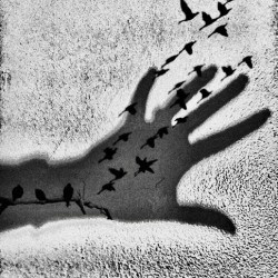 Flight