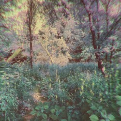 A Trip Through the Woods