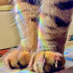 Proud Paws