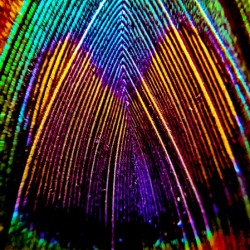 Macro Feather Illusions