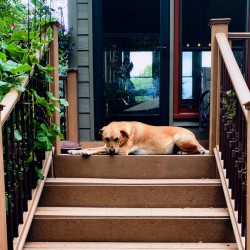 Dog Waiting for His Human