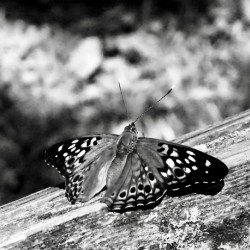 Delicate 