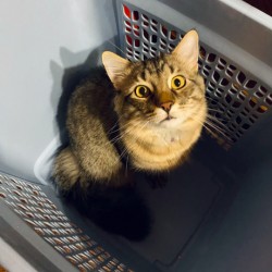 A Cat in a Basket