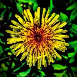 Flower Power