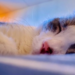 Sleepy Kitty
