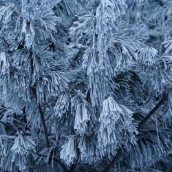 Winter Pines
