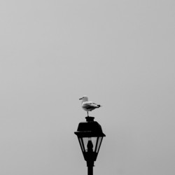 Still Standing