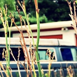 Van Life