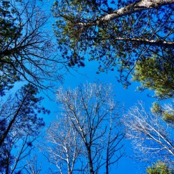 Towering Trees Bright Blue Sky