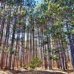 Lonely Pine Tree in the Clearing