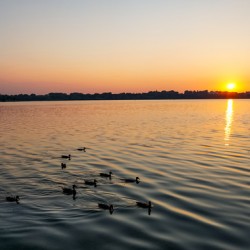 Swimming at Sunset