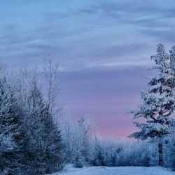 Winter Wonderland 