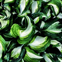 Hosta La Vista