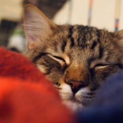 Cat Nap