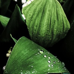 Dainty Drops