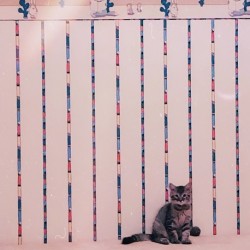 Kitten Kitsch