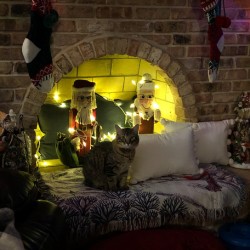 Christmas Cat