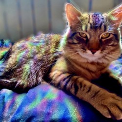 Rainbow Kitten Surprise 