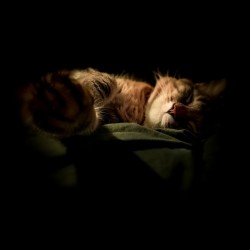 In the Shadows of the Night