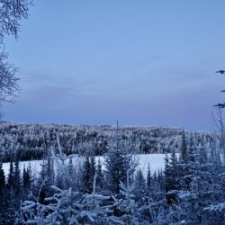 Scenic Frosted Pine Trees at Blue Hour