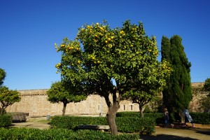 Montjuïc Orange Tree