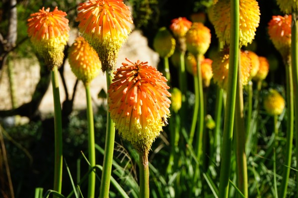 Montjuïc Flowers Print