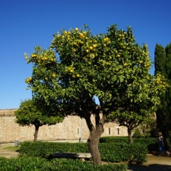 Montjuïc Orange Tree