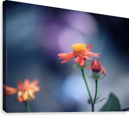 Fragility Canvas Print