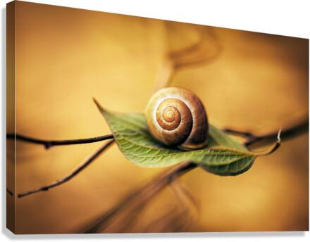 Serenity Canvas Print