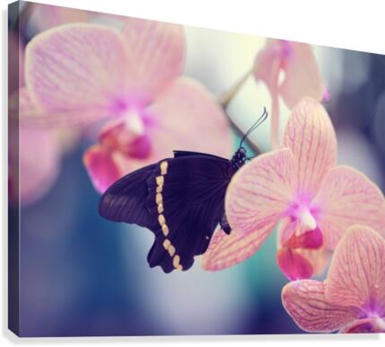 Softness Canvas Print