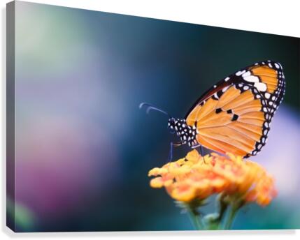 Monarch Canvas Print