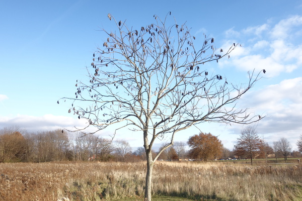Tree Picture by Bill Heaton Photography