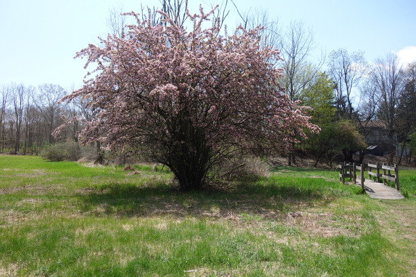 Tree Picture 2 by Bill Heaton Photography