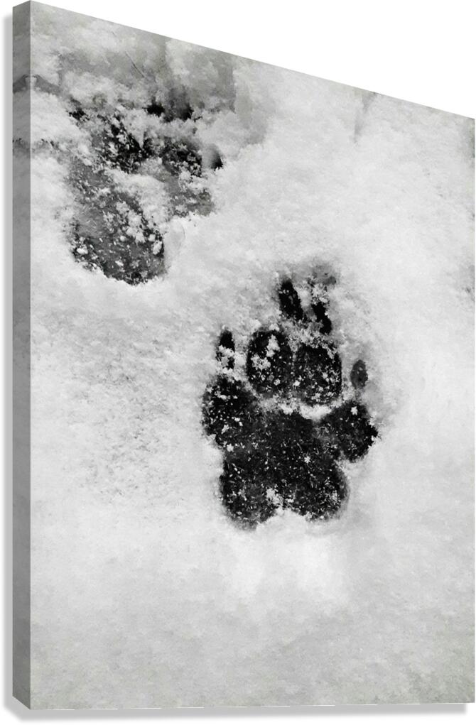 Pupset Canvas Print