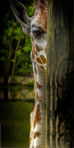 I ll be Watching You