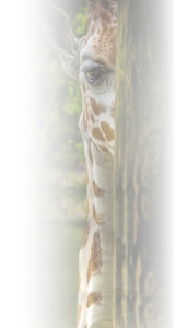 I ll be Watching You a