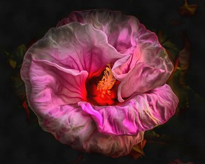 c18 00002  Love in Bloom