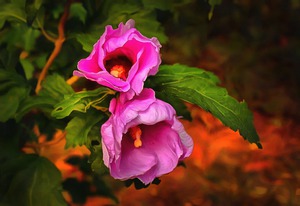 c18 00003  Grandma s Garden