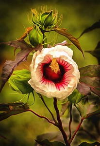 c75  Grandma s Garden2