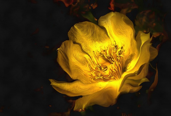 10   Cactus Blossom Print