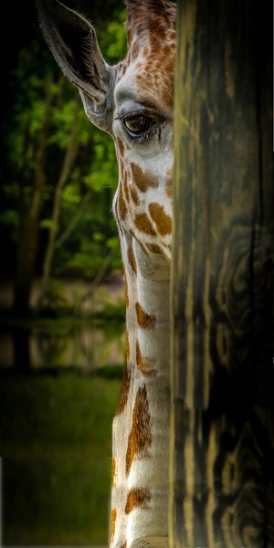 I ll be Watching You Print