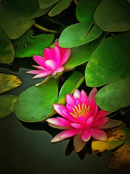 k 8 11o 76b   The Water Lilies Print
