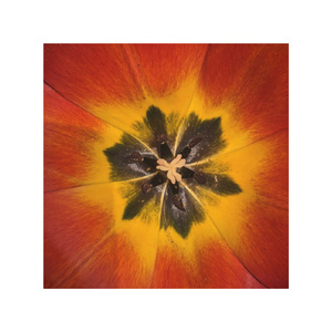 TULIP