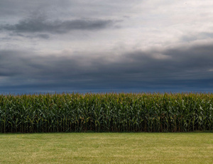 dreamsoffields