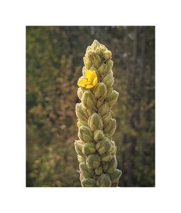 mullein